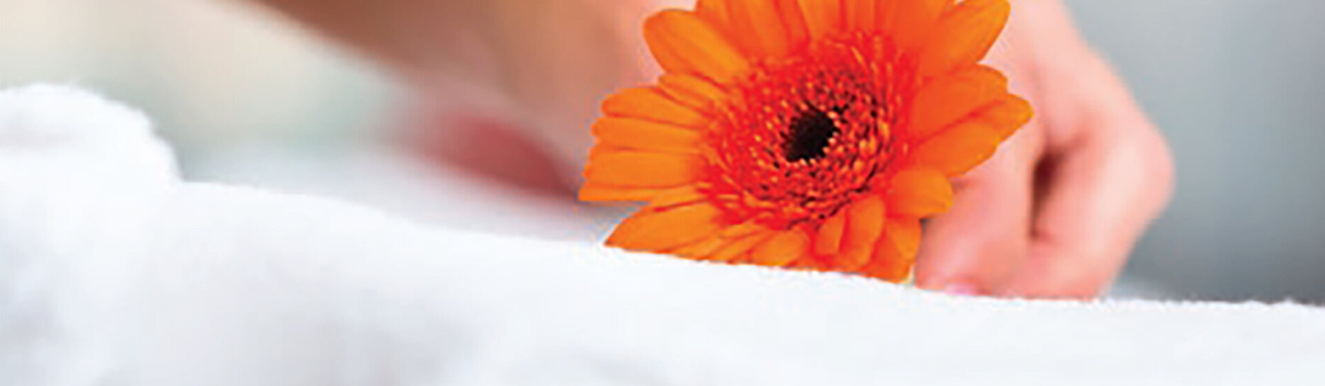 Eine Hand hält eine organgefarbene Gerbera. Eine Hand hält eine organgefarbene Gerbera.