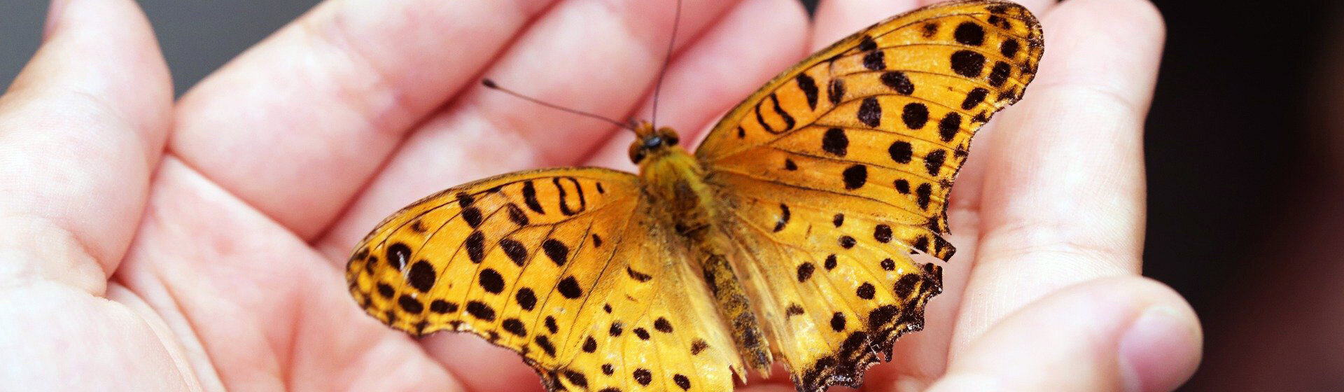 Ein gelb-schwarzer Schmetterling sitzt auf beiden Handflächen. Ein gelb-schwarzer Schmetterling sitzt auf beiden Handflächen.