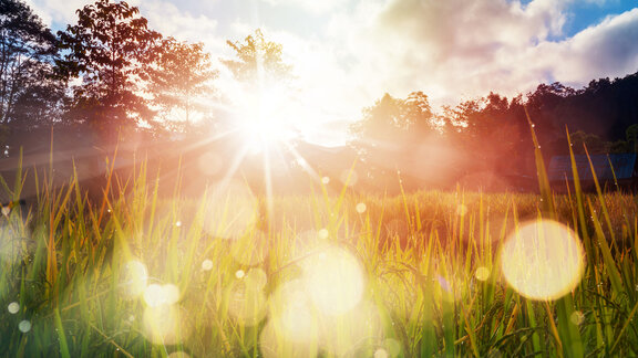 Taufrische Wiese im Sonnenschein
