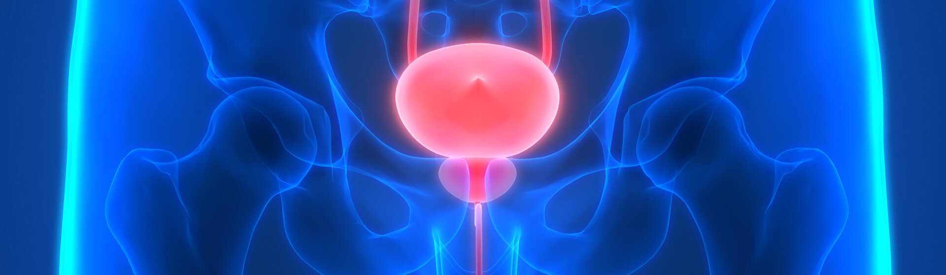 Schematische Darstellung des Beckenbereichs mit Harnblase und Harnleitern
