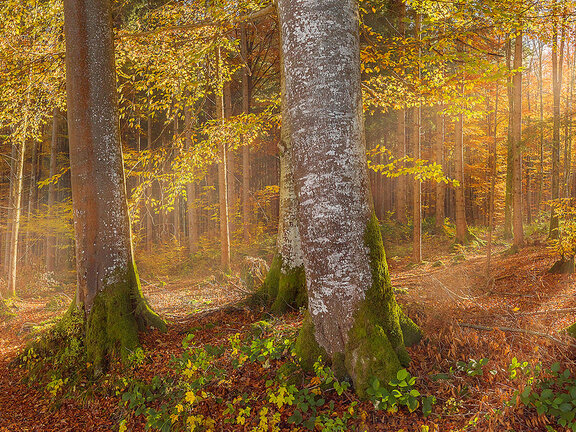 Ein mit Sonnenlicht durchfluteter gelb-grün-rötlich gefärbter Herbstwald