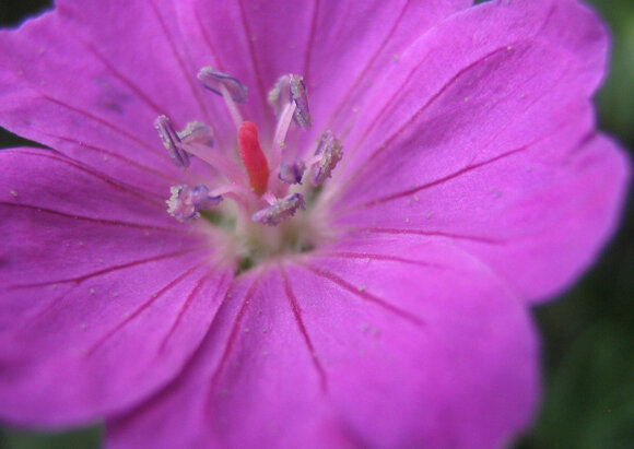 Mammaabklärungseinheit