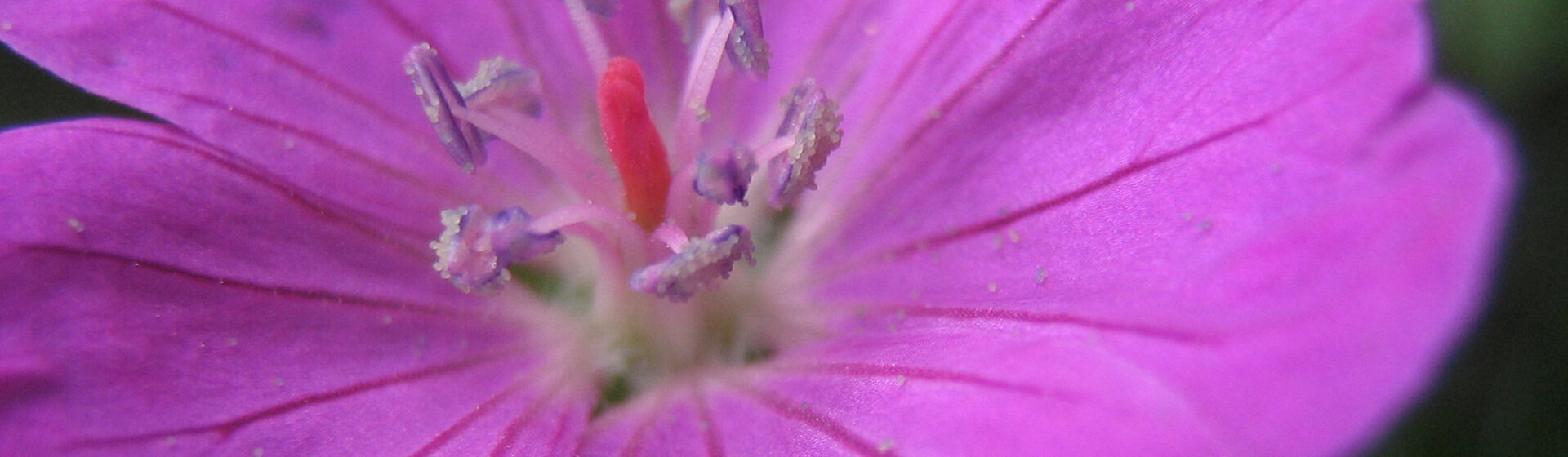 Pinkfarbene Storchenschnabelblüte