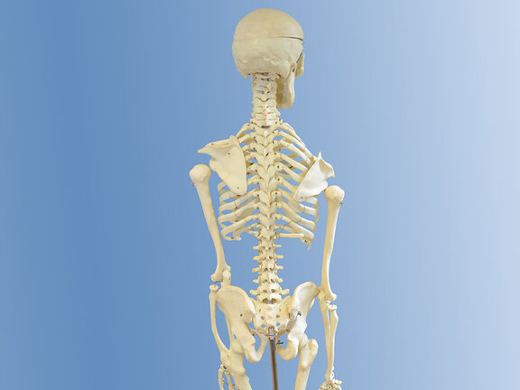 BSP Orthopädie