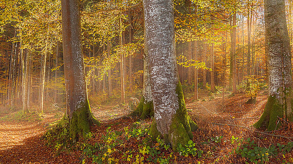 Herbstwald