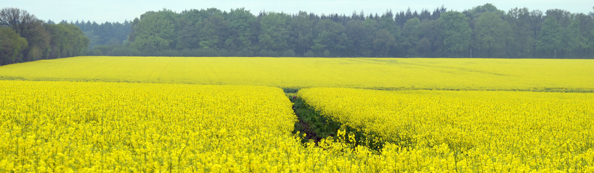 Gelbes Rapsfeld mit Wald und blauem Himmel im Hintergrund.