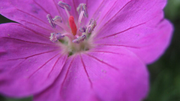 Pinkfarbene Storchenschnabelblüte