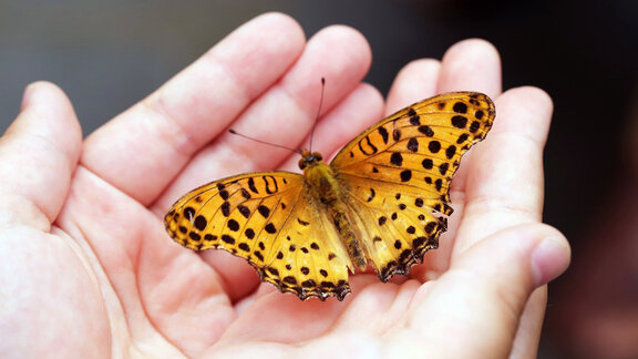 Ein gelb-schwarzer Schmetterling sitzt auf beiden Handinnenflächen.