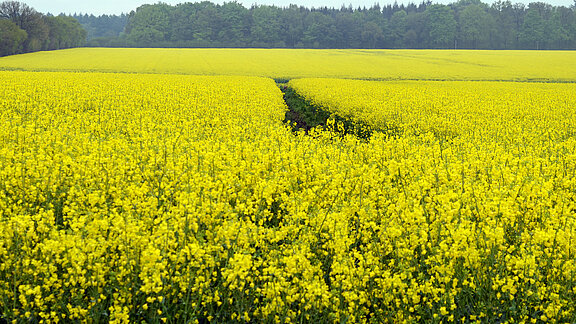 Gelbes Rapsfeld mit Wald und blauem Himmel im Hintergrund