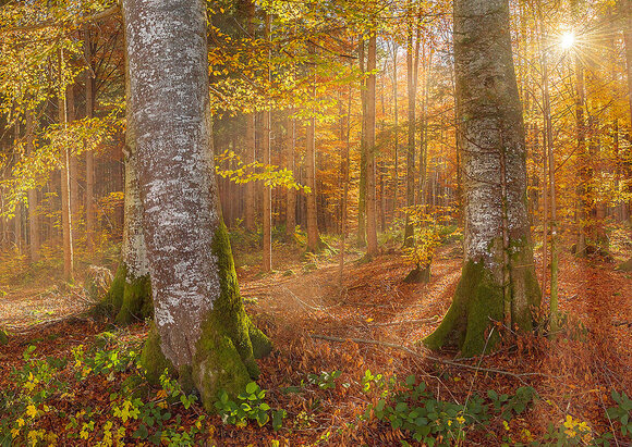 Behandlungsschwerpunkt Palliativmedizin