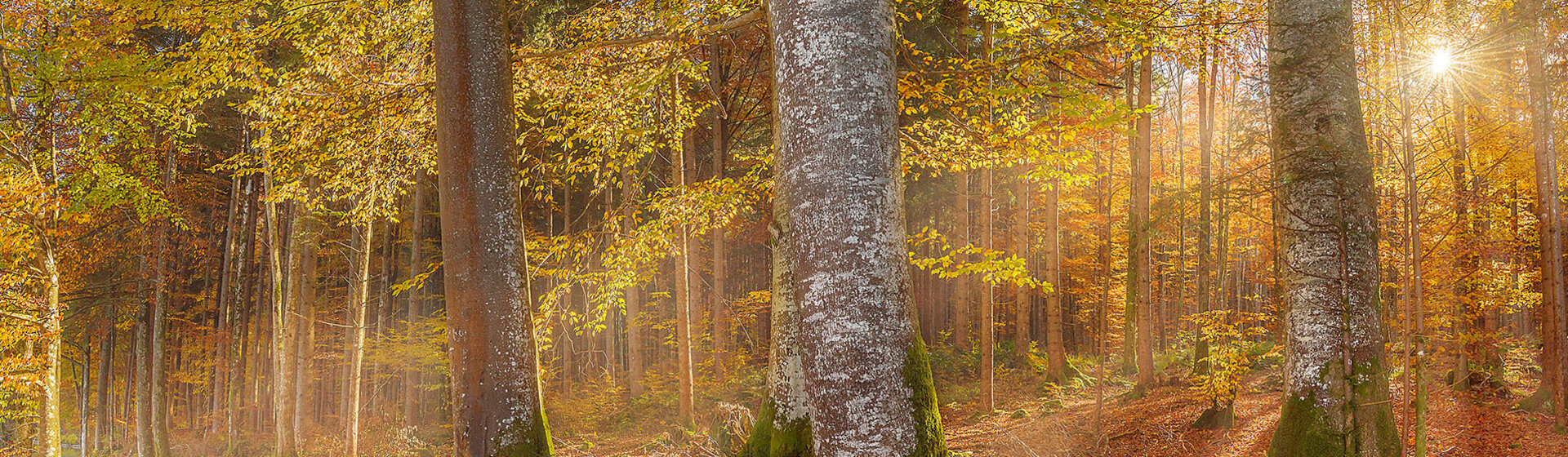 Ein mit Sonnenlicht durchfluteter gelb-grün-rötlich gefärbter Herbstwald